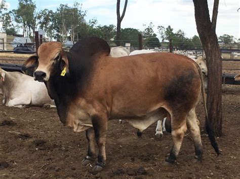 Grey Brahmanred Brahman And Charbray Bulls Slaney And Co