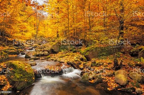 Stream In Foggy Forest At Autumn Nationalpark Harz Stock Photo