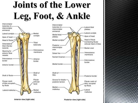 Ppt Anatomy Of The Foot And Ankle Powerpoint Presentation