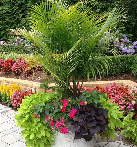 Container Palm Trees Ideas 650x700a Florida Palm Trees