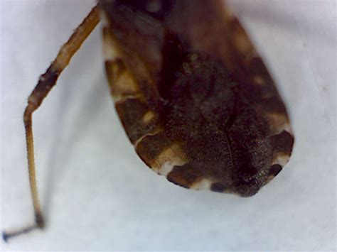 Assassin Bug Foothill Sierra Pest Control