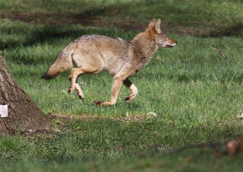 Eastern Coyote 00383cc Moving Fast Not A Great Picture B Flickr