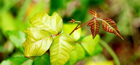 Poison Ivy And Poison Oak Healthahead