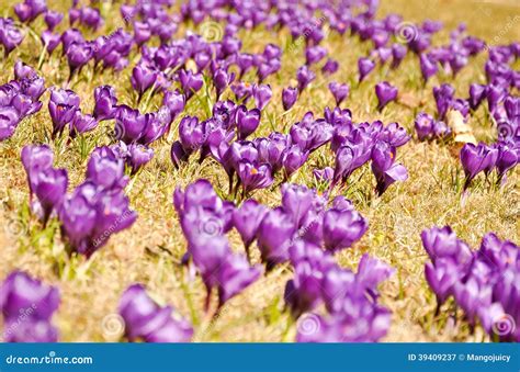 Crocus Flowers Field Stock Image Image Of Plant Meadow 39409237