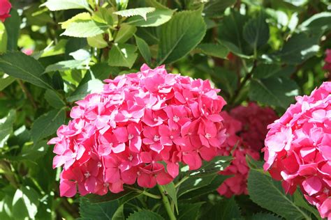 Identifying a plant with pink and white flowers which grow in. Fix It to Nix Hydrangea Problems | Espoma