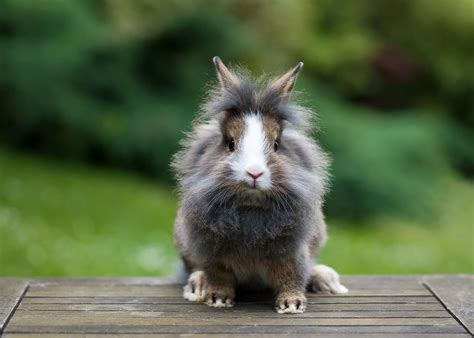 Lion Head Rabbits Care Information Characteristics And More