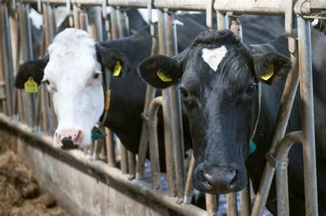 Mureș Investiție Germană în Domeniul Creșterii Bovinelor De Lapte
