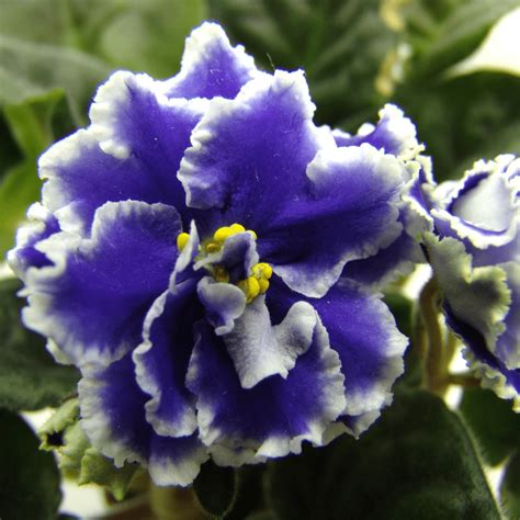 Growing Russian African Violets Care Guide