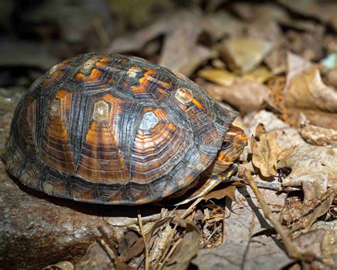 Exploring Nature In Nc Eastern Box Turtle