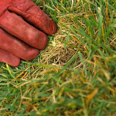 One way to do it is through aeration. Here's How to Make an Unhealthy Lawn Lush and Green Again | Organic lawn care, Lawn care, Lawn ...