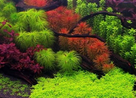 I would agree that the majority of our aquarium plants will manage. Pin by Navarro Edwards on AQUARIUM | Aquatic plants ...