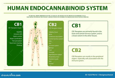 Human Cannabinoid System Horizontal Infographic Stock Illustration