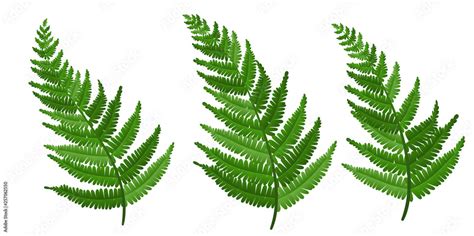 Realistic Fern Leaf Collection Isolated On White Vector Illustration