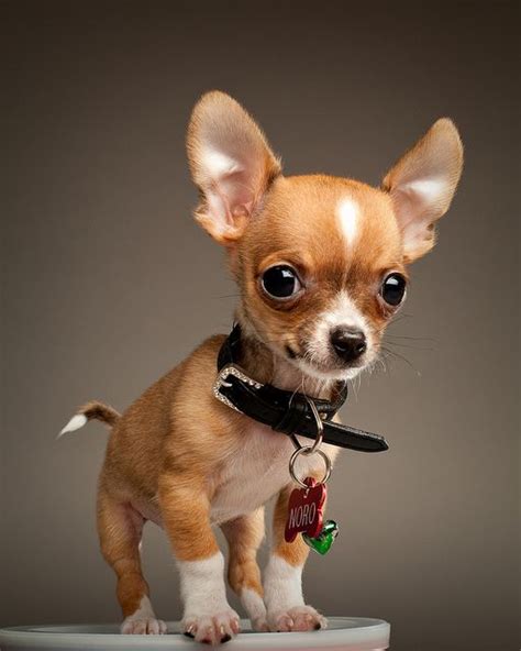 Noro The Chihuahua Cute Dogs Baby Animals Cute Animals