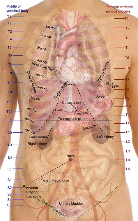 Anatomy Of Right Side Of Back Of Rib Cage / Scapula With Ribs Back Side