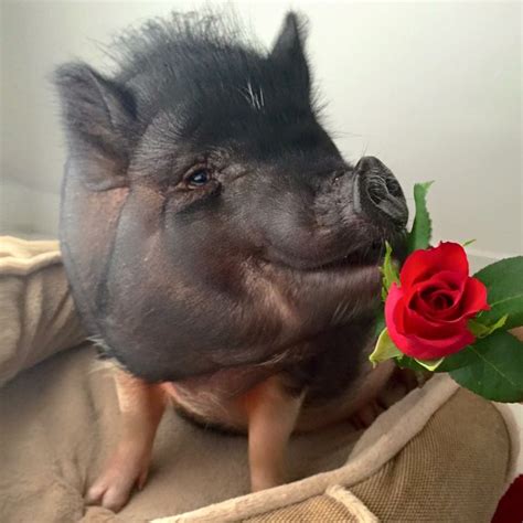 Pin By Christi Burke On Piggers With Images Pig Cute Pigs Pet Pigs