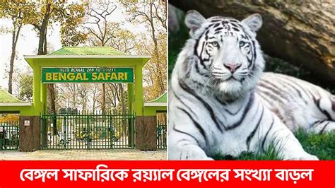 Siliguri Bengal Safari Park Tigress Cubs আরও এক শবকর জনম বঙগল