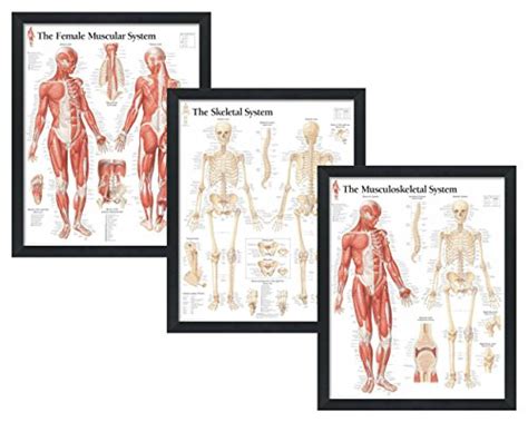 Top 10 Skeletal System Poster Early Childhood Education Materials