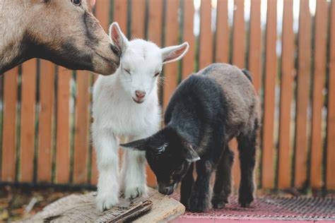 This Is Why Youll Fall In Love With Nigerian Dwarf Goats Weed Em And Reap