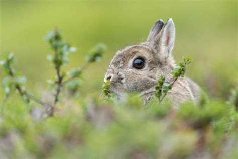 Polish Rabbit Breed Info Pictures Care Temperament Habitat
