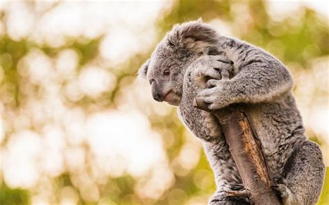 Download Wallpapers Koala Cute Animals Gray Teddy Bear Koalas