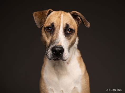 Studio Dog Portrait Photography Centurion Gauteng Dog
