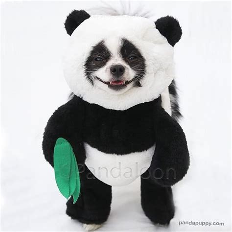 This Panda Costume Is A Perfect T For Small Pets Huxley The Panda