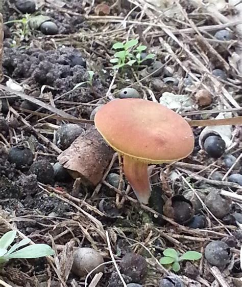 Southwest Florida Mushrooms Identifying Mushrooms Wild