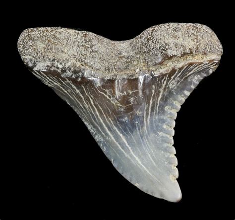 114 Hemipristis Shark Tooth Fossil Virginia For Sale 53486