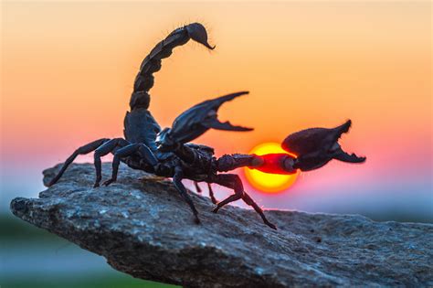 Scorpion 8 Things A Scorpion Can Teach You Scorpion Symbolism