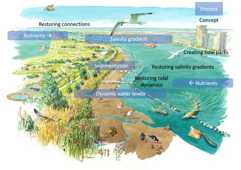 Estuary Biome Map