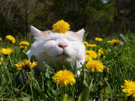 15 Selected Funny Spring Desktop Wallpaper You Can Get It Free