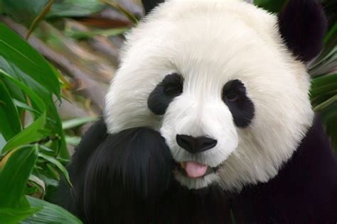 45 Cute Panda Wallpapers Desktop On Wallpapersafari