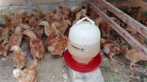 Ayam Merawang Galur Murni Anak Ayam Merawang Youtube