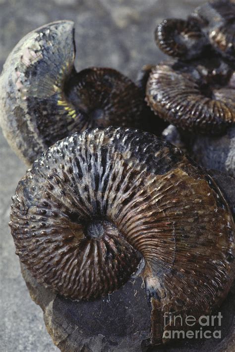 Ammonite Fossils Photograph By James L Amos Fine Art America