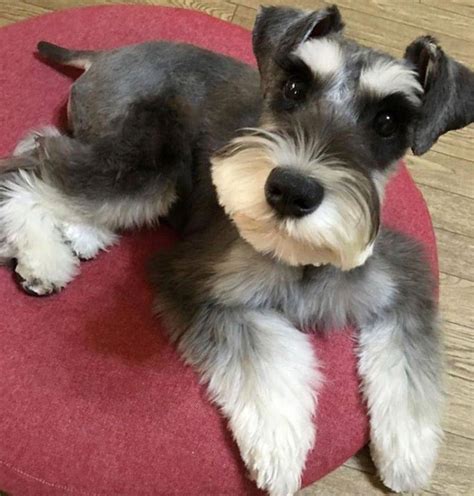 Playfull Miniature Schnauzer Pups Size Miniatureschnauzers Schnauzermom Miniatureschnauzerha