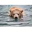 Grizzly Bear Swimming On Water HD Wallpaper  Flare