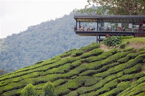 Cameron highlands was named after william cameron, a british government surveyor who discovered it in 1885 on a mapping expedition but failed to mark his discovery. Wafa Homestay ... Tanah Rata, Cameron Highlands: November 2015