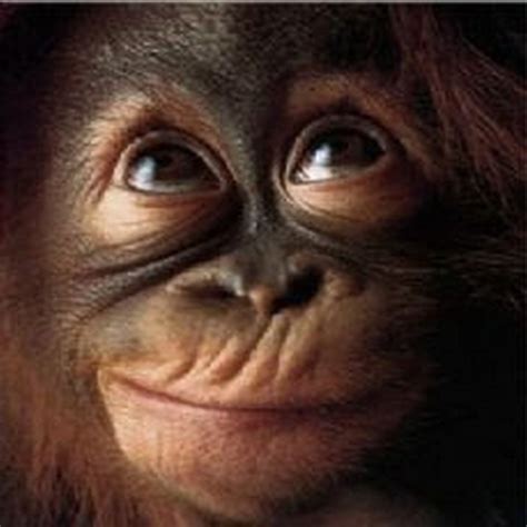 Free Download Funny Monkey Face Cute Monkey Face 1024x1024 For Your