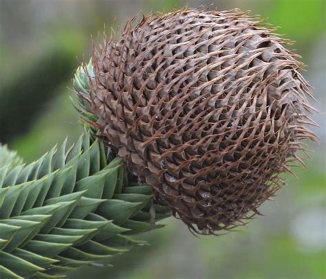 It is a large, stately evergreen conifer native to the volcanic hills of the andes mountains in southern chile and western argentina. Monkey Puzzle Tree Seeds No2 | Brian | Flickr