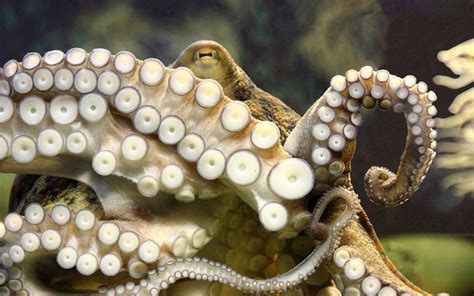 Octopus Wallpapers Free Download Pixelstalknet