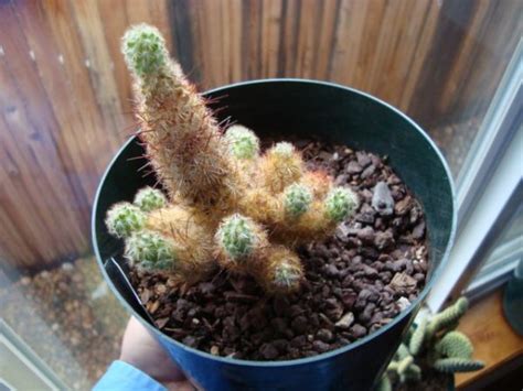 Expert is my favorite cactus soil. Copper King problems (with picture) - CactiGuide.com