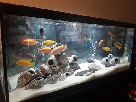 Ide Terbaru African Cichlids Fish Tanks Aquariums Inspirasi Keramik