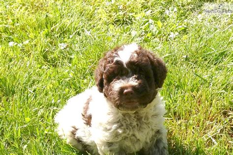 We are super excited to introduce the amazing lagotto romagnolo dogs! Lagotto Romagnolo puppy for sale near Binghamton, New York ...