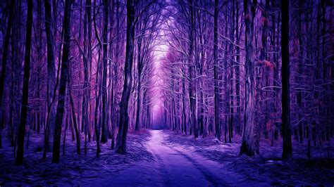 Path Between Purple Trees Forest Hd Nature Wallpapers Hd