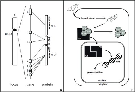 Structure And Function Of The Androgen Receptor Gene A From Left To