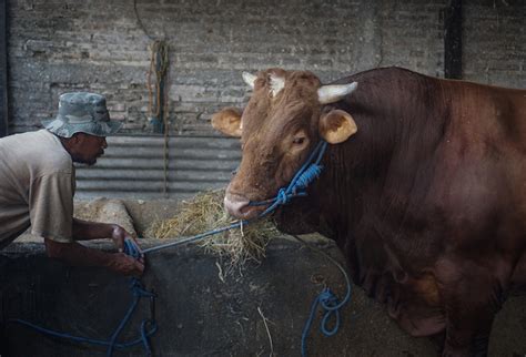 Mengintip Penampakan Sapi Sapi Kurban Yang Dibeli Jokowi