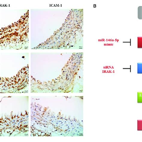 a the mir 146a 5p mimic decreased endothelial irak 1 and icam 1 download scientific diagram