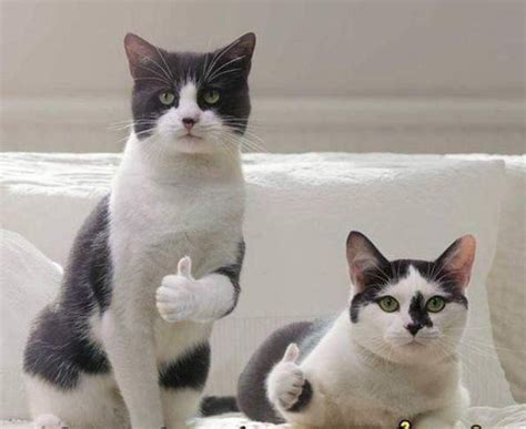 Cat Thumbs Up Meme 2 Cats With Like Sign Keep Meme