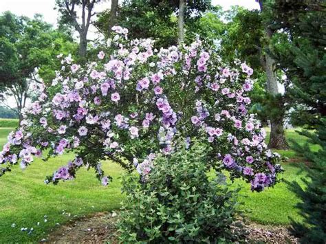 Rose Of Sharon Bush Is Dying Garden Plant
